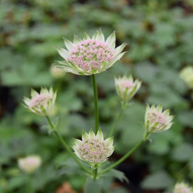 Astrantia 'Buckland' ---